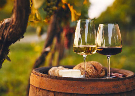 Discovering the Wine Paradise: A Guide to Alicante's Vineyards and Winery